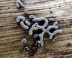 Attēlu rezultāti vaicājumam “Physaraceae”