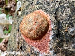 Attēlu rezultāti vaicājumam “Fuligo leviderma”