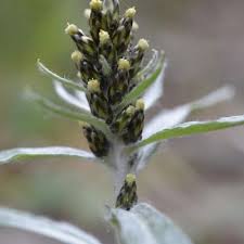 Attēlu rezultāti vaicājumam “Gnaphalium sylvaticum leaf”