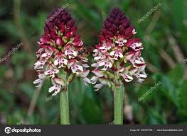 Attēlu rezultāti vaicājumam “Orchis ustulata”