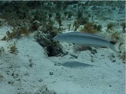 Image result for Malacanthus plumieri