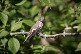 Attēlu rezultāti vaicājumam “Muscicapa striata juvenile”