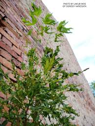 Attēlu rezultāti vaicājumam “Tilia x moltkei leaf”