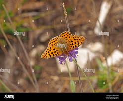 Attēlu rezultāti vaicājumam “Argynnis adippe male”