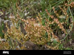 Attēlu rezultāti vaicājumam “Rumex acetosa fruit”