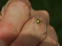 Attēlu rezultāti vaicājumam “Araniella male”