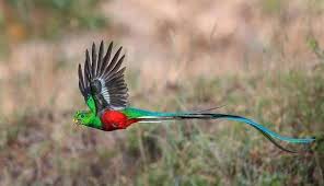 「綠羽毛」的圖片搜尋結果