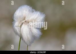 Attēlu rezultāti vaicājumam “Eriophorum angustifolium fruit”