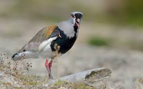 Attēlu rezultāti vaicājumam “Vanellus vanellus adult”