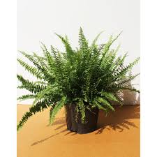 Image result for НЕФРОЛЕПИС (Nephrolepis