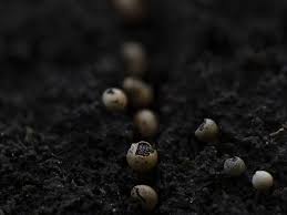 Attēlu rezultāti vaicājumam “Physarum bryocorticola macro”