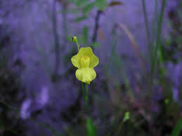 Attēlu rezultāti vaicājumam “Utricularia intermedia flower”