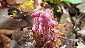 Attēlu rezultāti vaicājumam “Lathraea squamaria flower”