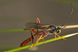 Attēlu rezultāti vaicājumam “Ichneumonidae”
