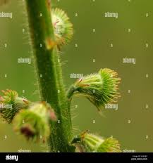 Attēlu rezultāti vaicājumam “Agrimonia eupatoria fruit”