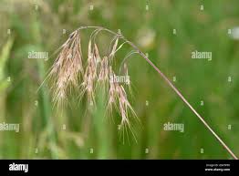 Attēlu rezultāti vaicājumam “Anisantha tectorum”