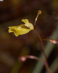 Attēlu rezultāti vaicājumam “Utricularia minor flower”