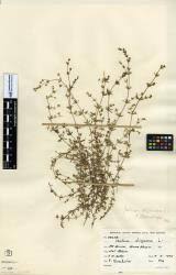 Attēlu rezultāti vaicājumam “Galium uliginosum”