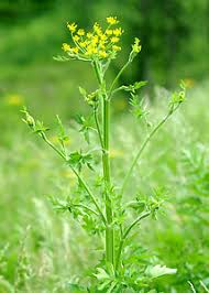 Image result for Pastinaca sativa