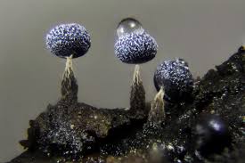 Attēlu rezultāti vaicājumam “Physarum bryocorticola sessile”