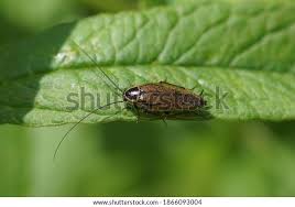 Attēlu rezultāti vaicājumam “Ectobius sylvestris”