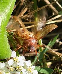 Attēlu rezultāti vaicājumam “Amphimallon solstitiale imago”