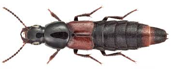 Attēlu rezultāti vaicājumam “Quedius dilatatus”