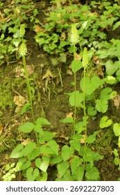 Attēlu rezultāti vaicājumam “Phyteuma spicatum bud”