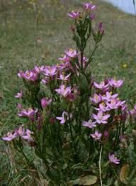 Attēlu rezultāti vaicājumam “Centaurium littorale leaf”