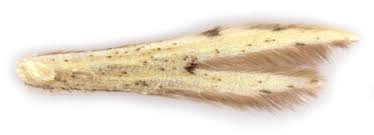 Attēlu rezultāti vaicājumam “Adaina microdactyla”