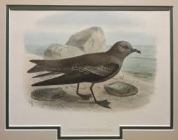 Image result for Oceanodroma monorhis