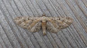 Attēlu rezultāti vaicājumam “Eupithecia icterata”