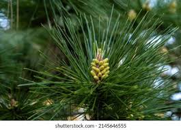 Attēlu rezultāti vaicājumam “Pinus sylvestris fruit”