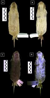 Attēlu rezultāti vaicājumam “Rodentia”