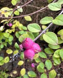 Attēlu rezultāti vaicājumam “Symphoricarpos x chenaultii”