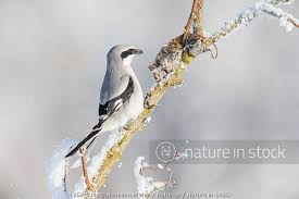 Attēlu rezultāti vaicājumam “Lanius excubitor”