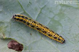 Attēlu rezultāti vaicājumam “Pieris brassicae larva”