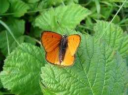 Attēlu rezultāti vaicājumam “Lycaena dispar male”