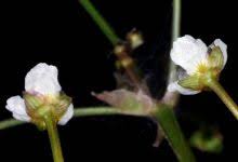 Attēlu rezultāti vaicājumam “Alisma gramineum”