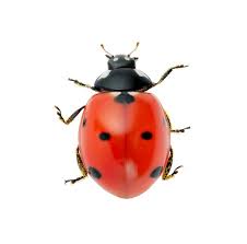 Attēlu rezultāti vaicājumam “Coccinellidae”