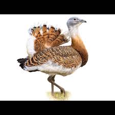 Image result for Otis tarda