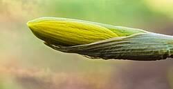 Attēlu rezultāti vaicājumam “Narcissus bud”