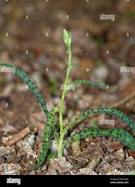 Attēlu rezultāti vaicājumam “Dactylorhiza fuchsii bud”