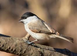 Attēlu rezultāti vaicājumam “Poecile palustris adult”