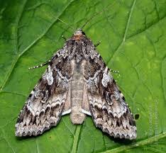 Attēlu rezultāti vaicājumam “Eurois occulta”