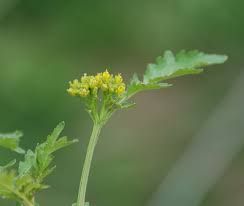 Attēlu rezultāti vaicājumam “Rorippa palustris flower”