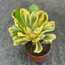 Attēlu rezultāti vaicājumam “Euphorbiaceae”