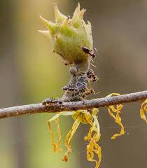 Attēlu rezultāti vaicājumam “Hamamelis japonica bud”