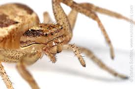 Attēlu rezultāti vaicājumam “Xysticus ulmi”