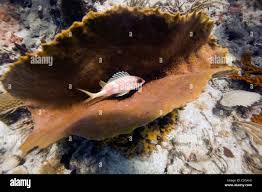 Image result for Holocentrus adscensionis